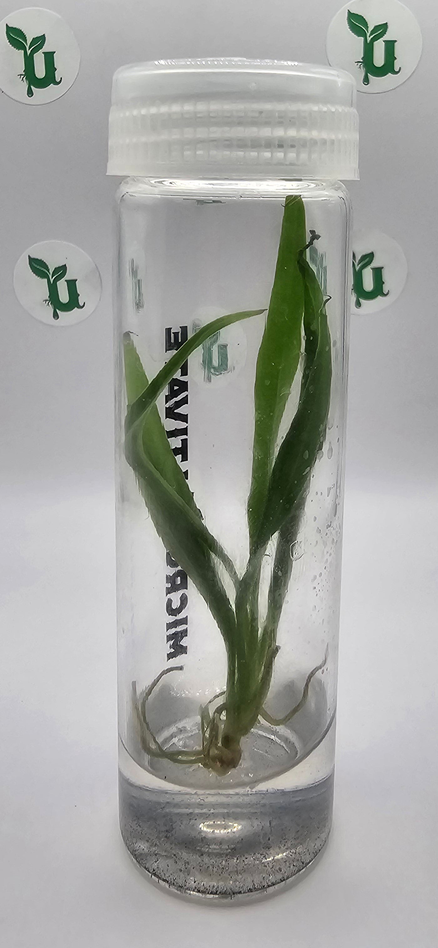 Philodendron Tortum Tissue Culture - Rare Houseplant for Collectors