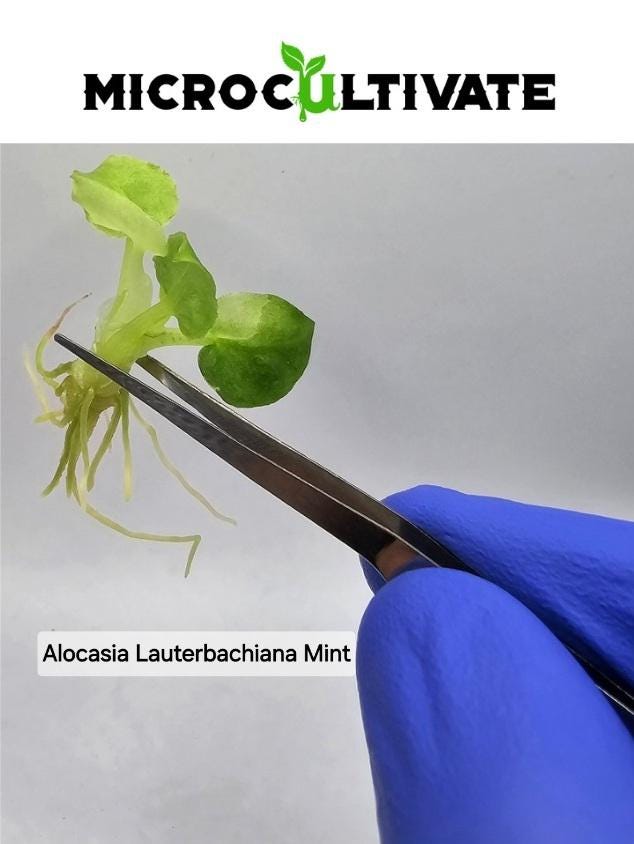 Alocasia Lauterbachiana Mint Tissue Culture (US Seller / Producer)