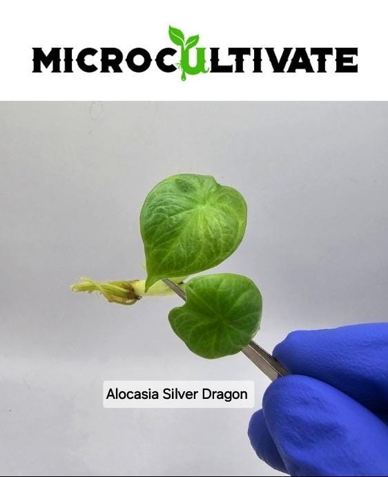 Alocasia Silver Dragon Tissue Culture (US Seller / Producer)