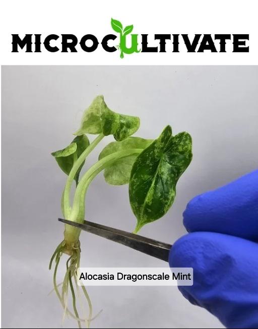 Alocasia Dragonscale Mint Tissue Culture (US Seller / Producer)