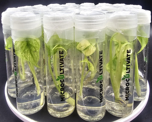 Monstera White Monster Tissue Culture (US Producer)