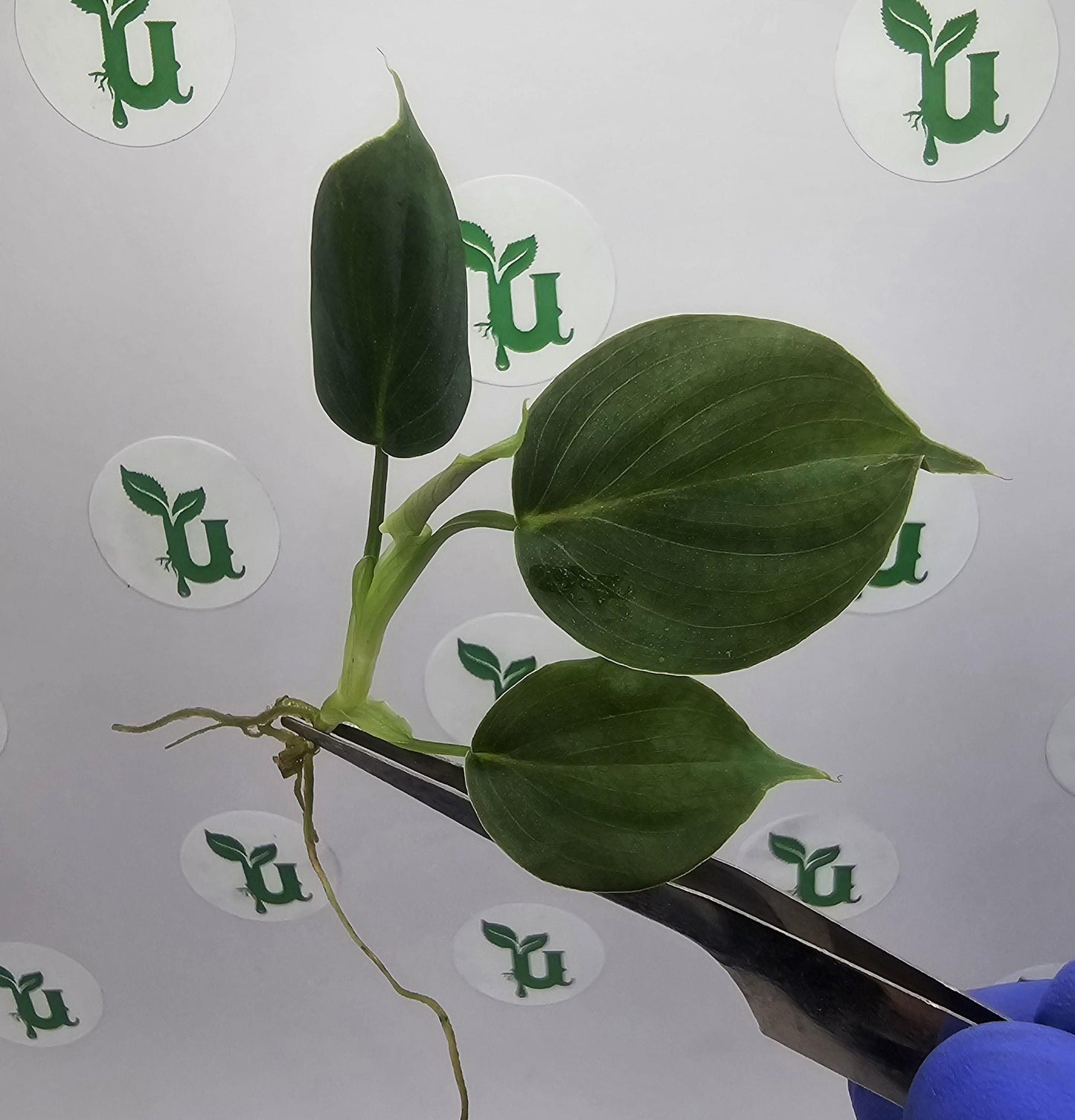 Philodendron Lumpinum Tissue Culture (US Seller / Producer)