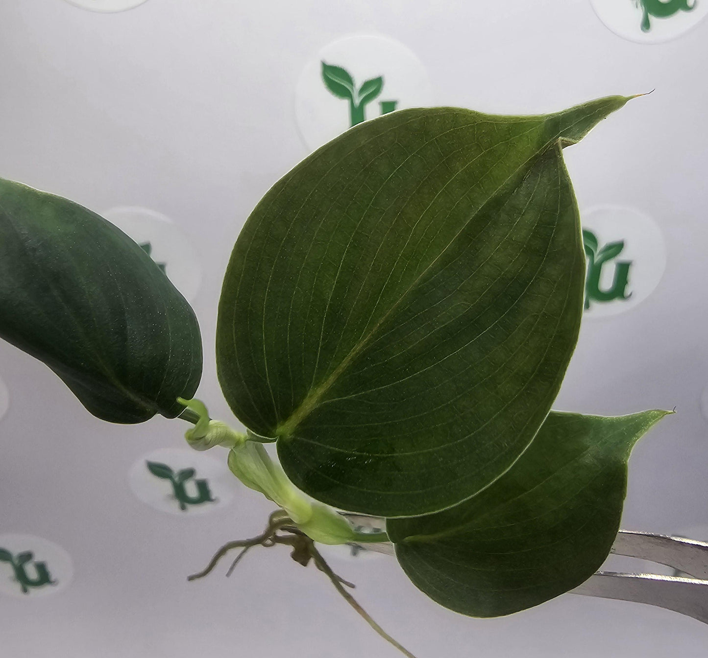 Philodendron Lumpinum Tissue Culture (US Seller / Producer)