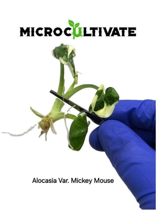 Alocasia Variegated Mickey Mouse Tissue Culture (US Seller / Producer)