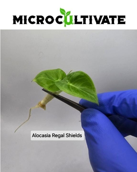 Alocasia Regal Shields Tissue Culture (US Seller / Producer)