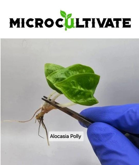 Alocasia Polly Tissue Culture (US Seller / Producer)