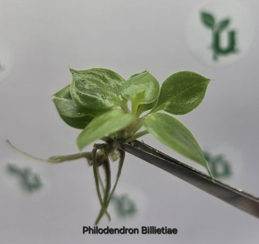 Philodendron Billietiae Tissue Culture (US Seller / Producer)