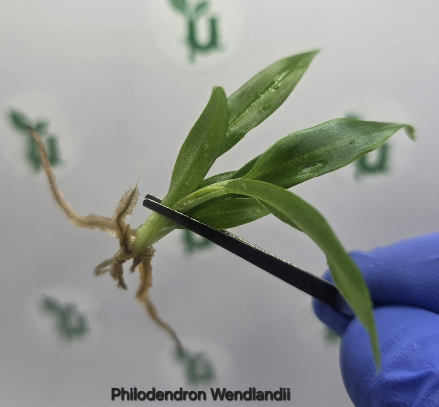 Philodendron Wendlandii Tissue Culture (US Seller / Producer)